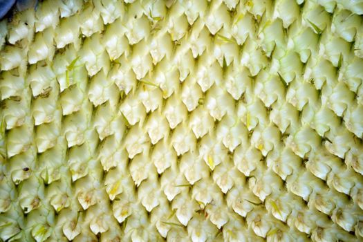 Organic sunflower and seed close up view