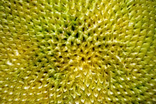 Organic sunflower and seed close up view