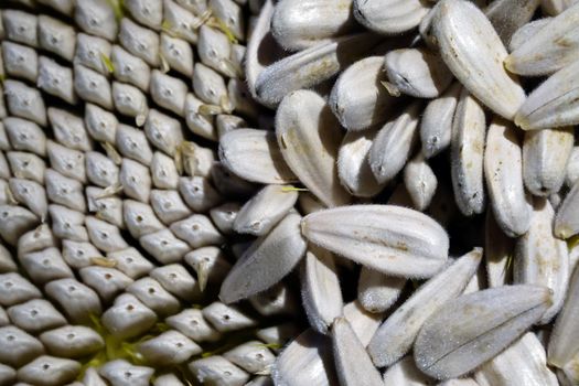 Organic sunflower and seed close up view