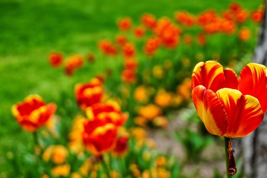 Red tulips garden close up view