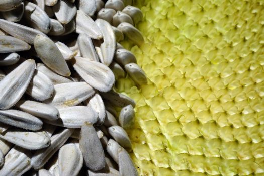 Organic sunflower and seed close up view