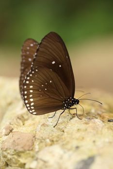 Common Indian Crow butterfly (Euploea core Lucus) on the stone