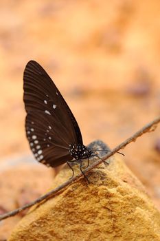 Common Indian Crow butterfly (Euploea core Lucus) on the ground