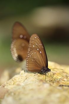 Common Indian Crow butterfly (Euploea core Lucus) on the stone