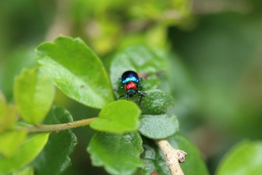 A Beetle perched on a plant leaf. Superfamily Scarabaeoidea, Family Scarabaeidae, Subfamily Rutelinae, Tribe Anomalini, Subtribe Popilliin