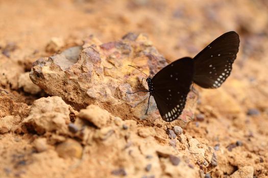 Common Indian Crow butterfly (Euploea core Lucus) on the ground