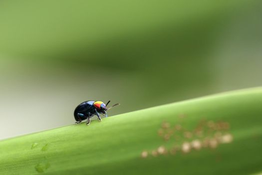 A Beetle perched on a plant leaf. Superfamily Scarabaeoidea, Family Scarabaeidae, Subfamily Rutelinae, Tribe Anomalini, Subtribe Popilliin