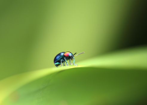 A Beetle perched on a plant leaf. Superfamily Scarabaeoidea, Family Scarabaeidae, Subfamily Rutelinae, Tribe Anomalini, Subtribe Popilliin