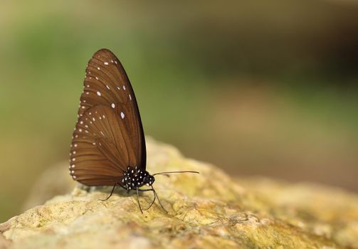Common Indian Crow butterfly (Euploea core Lucus) on the stone