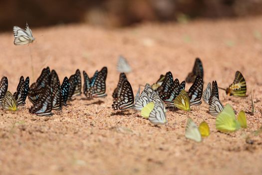 Group of  butterfly on the ground (Common Jay, Graphium antiphates itamputi (Butler),  Small Grass Yellow, Striped Albatross) 