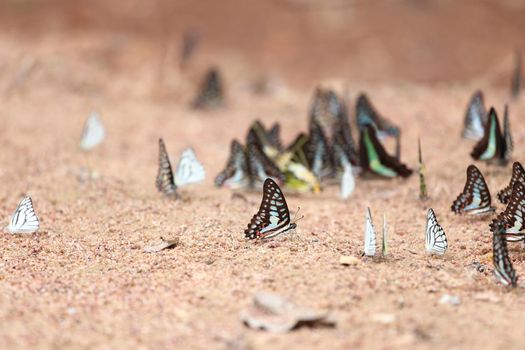 Group of  butterfly on the ground (Common Jay, Striped Albatross) 