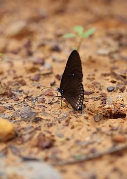 Common Indian Crow butterfly (Euploea core Lucus) on the ground