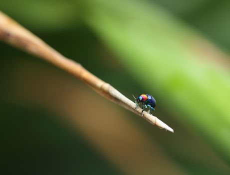 A Beetle perched on a plant leaf. Superfamily Scarabaeoidea, Family Scarabaeidae, Subfamily Rutelinae, Tribe Anomalini, Subtribe Popilliin