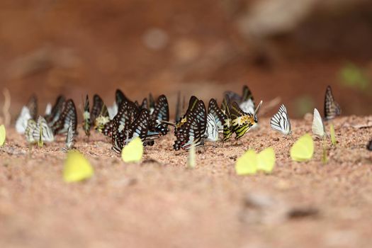 Group of  butterfly on the ground (Common Jay, Graphium antiphates itamputi (Butler),  Small Grass Yellow, Striped Albatross) 