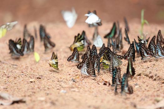 Group of  butterfly on the ground (Common Jay, Graphium antiphates itamputi (Butler),  Small Grass Yellow, Striped Albatross) 