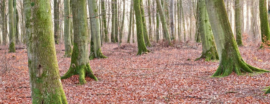 Tall beech tree trunks with moss and algae growing in a forest outdoors. Banner of natural landscape with wooden texture of old bark in a remote and peaceful meadow with autumn leaves on the ground.