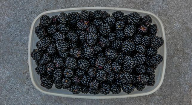 Ripe blackberries in a plastic container top view. Blackberry fruit in the open plastic container