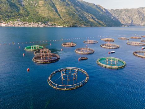 Oyster farm in the Mediterranean. Montenegro, Kotor.