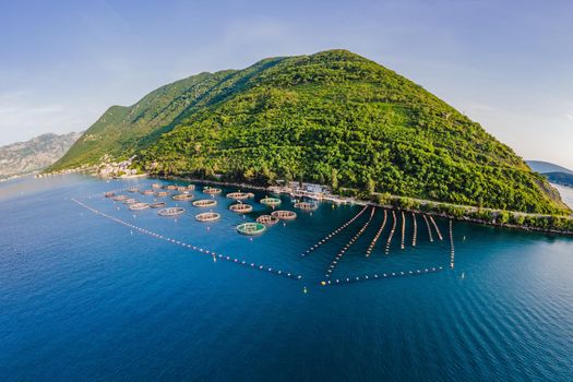 Oyster farm in the Mediterranean. Montenegro, Kotor.