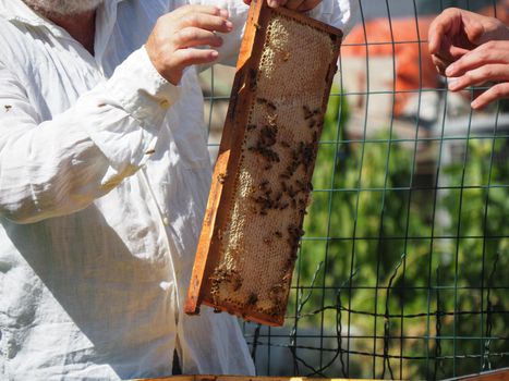 Beekeeper working with bees and beehives on the apiary. Beekeeping concept. Beekeeper harvesting honey Beekeeper on apiary.