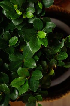Healthy bonsai plant leaves close up view