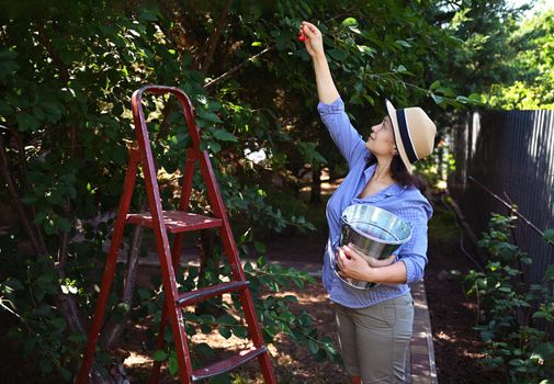 Multiethnic middle aged woman gardener working in a cherry orchard, picking cherries from tree into a metal galvanized bucket. Agriculture. Summer harvest time. Agribusiness. Countryside lifestyle