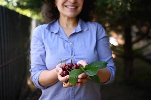 Focus on the hands of a blurred smiling woman in blue shirt, holding handful of ripe juicy red freshly picked cherry berries. Collecting seasonal fruits in an eco farm, for sales in farmers markets