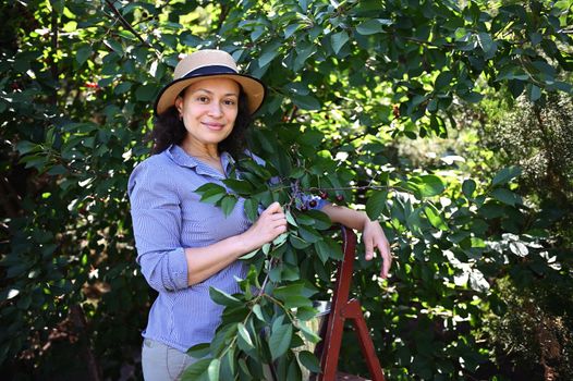 Pleasant young woman, farm worker in a straw hat looking dreamily at the camera while standing on a ladder and harvesting cherry berries in an organic orchard. Agriculture. Horticulture. Agribusiness.