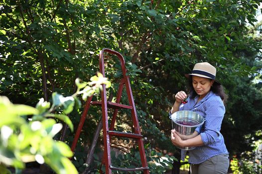 Multiethnic middle aged woman, organic farm worker plucking ripe sweet cherries from tree into a metal galvanized bucket. Agriculture. Farming. Summer harvest time. Agribusiness. Countryside lifestyle