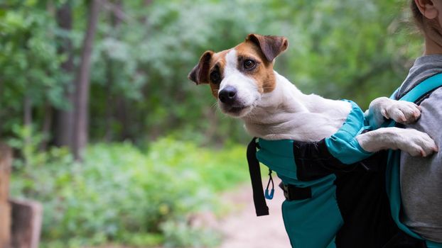 Caucasian woman walking outdoors with dog jack russell terrier in a special backpack