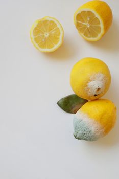 Blue mold on yellow lemon. Lemon with mold and fresh lemon on a white background. Spoiled lemon with mold. Top view