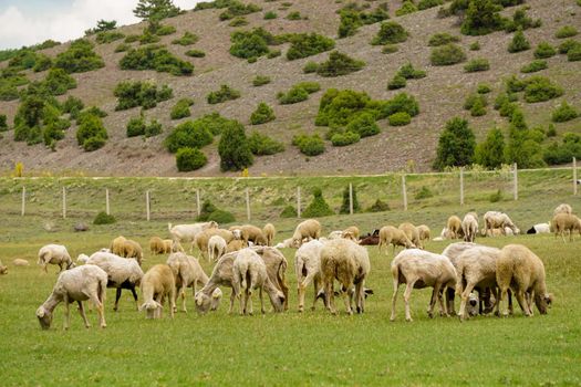 Sheep and goat herd being fed on green fields before the sacrifation fete on a sunny day in Turkey