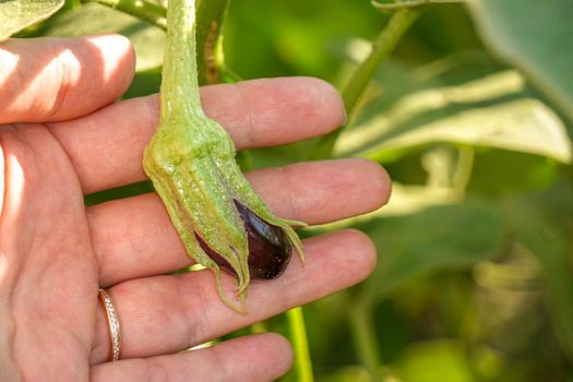 Uncultivated tiny raw aubergine growing on the field in woman hand