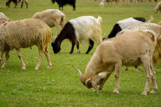 Sheep and goat herd being fed on green fields before the sacrifation fete on a sunny day in Turkey