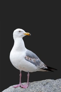 The seagull is standing on a stone. European Herring Gull, Larus argentatus, isolated on black background