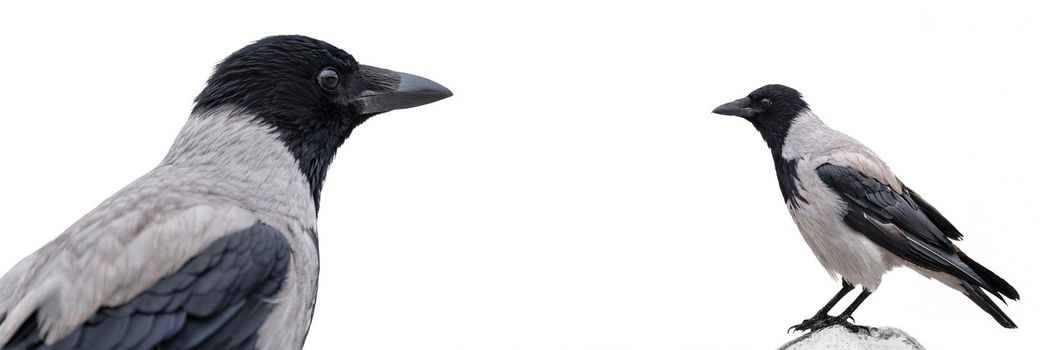 Gray crow isolated on white background. Set of 2 crows, close-up on a white background