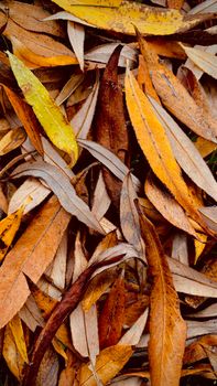 Orange colored autumn leaves close up view texture template
