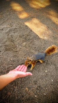 Squirrel being fed by woman hand in the nature close up view