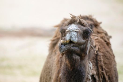 Camel in the desert, close-up. Close-up of a camel's head against the background of sand in the desert. Camel opened his mouth and showed his teeth, smiling