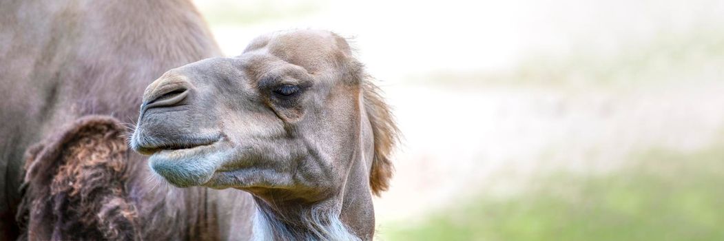 Camel in the desert, close-up. Camel's head close-up on the background of sand in the desert