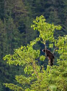 Brown or perhaps black bear cub climbing high into a tree in search of new foliage to eat in Alaska