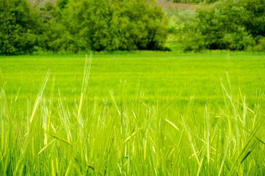 Green field of eat of wheat close up view