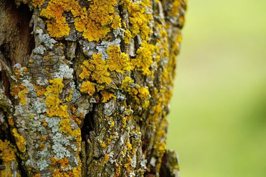Yellow organic patterns on the tree trunk