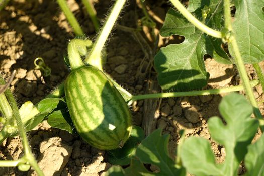 Tiny growing raw watermelon in woman hand on the field