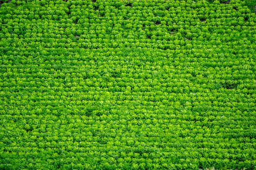 Lettuce field in Diyarbakir Turkey