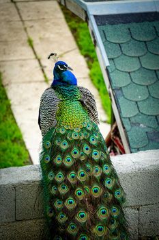 Peacock bird with vibrant colored tail