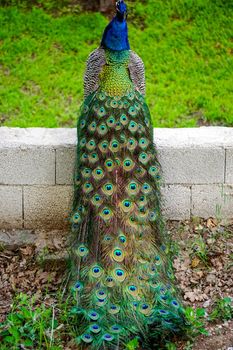 Peacock bird with vibrant colored tail