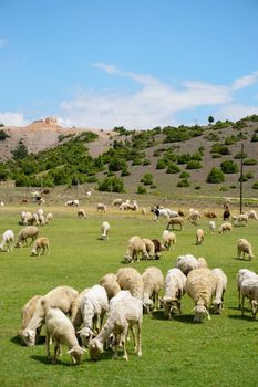 Sheep and goat herd being fed on green fields before the sacrifation fete on a sunny day in Turkey