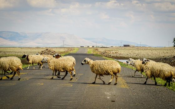 Sheep herd crossing the road