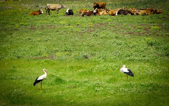 White stork in the nature